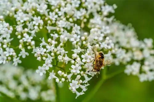 Valeriana-officinalis_Baldrian